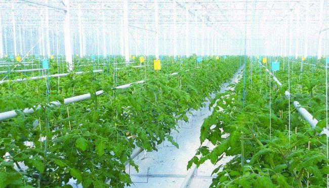 Promote the rapid development of smart agriculture-agriculturalforum-agriculture-msoen