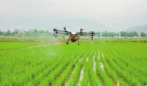 Xishui: Carrying out drone management to ensure a bumper harvest of rice-msoen