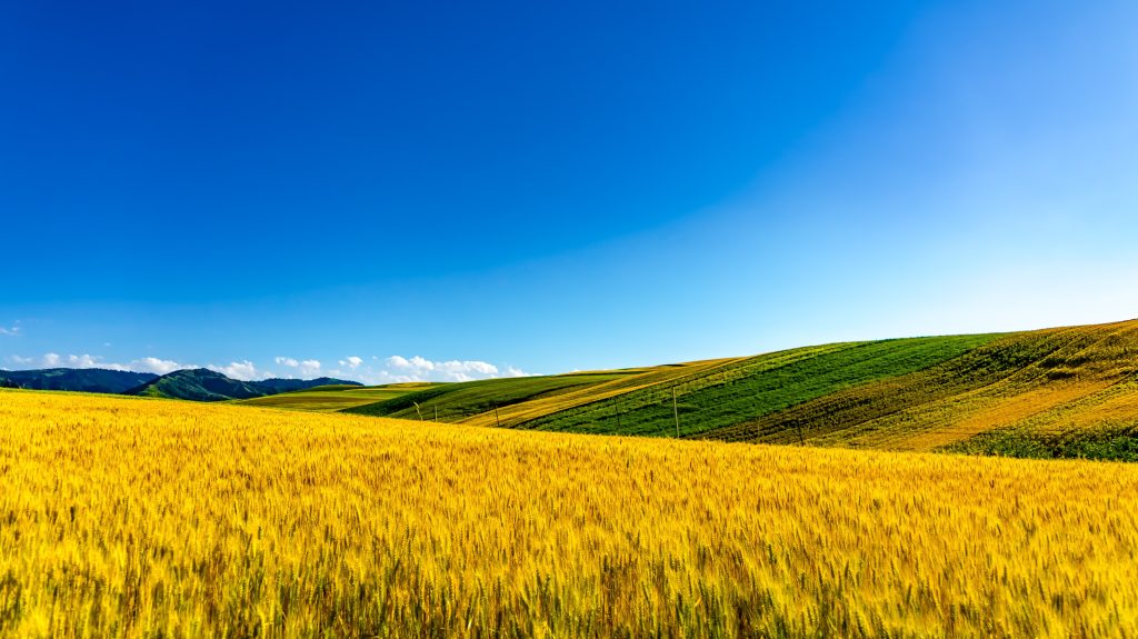 Eryuan County develops characteristic agriculture according to local conditions-msoen