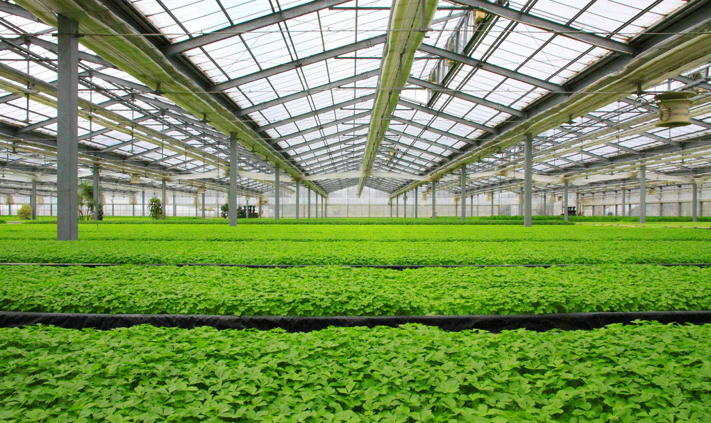 Niupeng Town: Planting “greenhouse vegetables” to help farmers get rich quickly-agriculturalforum-agriculture-msoen