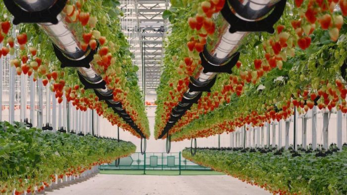 Thailand promotes the development of smart agriculture-msoen