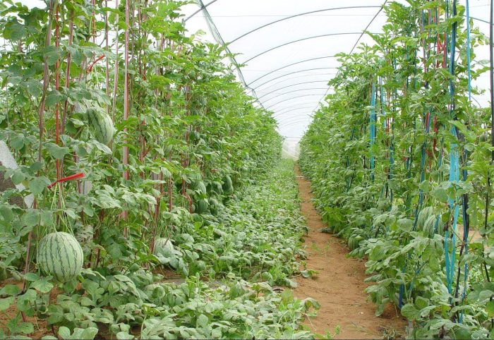 Military Farm: Growing "Sky" Watermelons in the Greenhouse-msoen