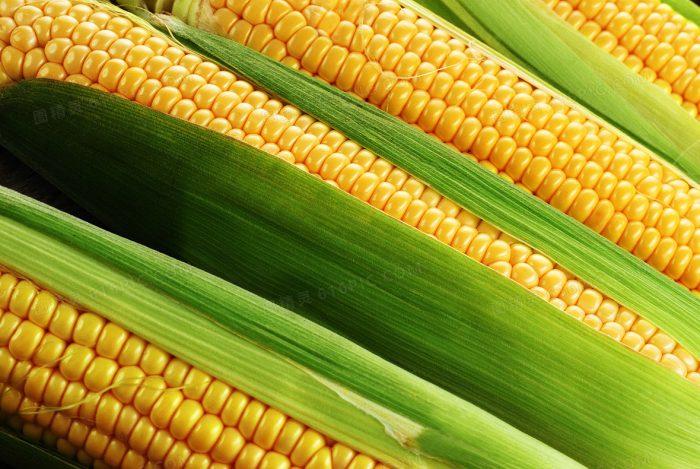 Chengxian County, Gansu Province: Small Corn Transforms into a Rich "Golden Grain"-msoen
