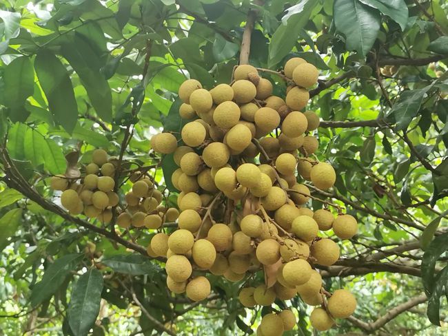 The largest longan production base in China, Guangdong Maoming Longan, is mature and listed-agriculturalforum-agriculture-msoen