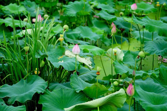 3000 mu lotus harvest in Qinshi Township, Jiangling County-msoen