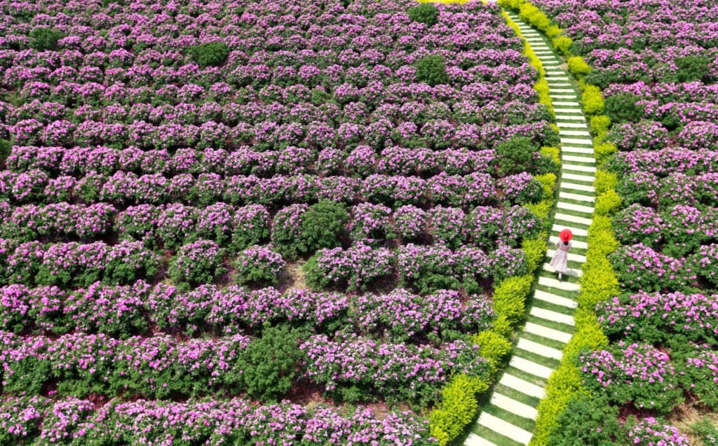 Dingtao District Developing Modern Agriculture to Increase Farmers’ Income-msoen
