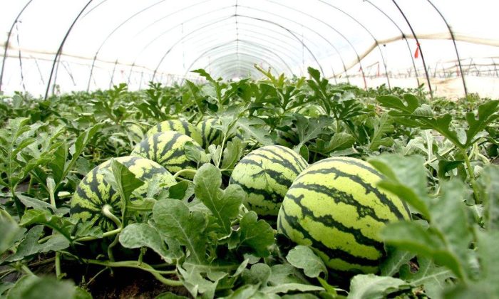 Gaoniang Town: Planting Watermelon with Morchella in a Greenhouse-msoen