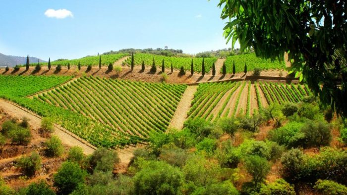 Grape production in Dongguan welcomes a bumper harvest and "connects" with new agricultural and tourism industries-msoen