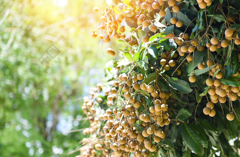 The ‘Longan Season’ is here-Spray droneforum-Spray drone-msoen