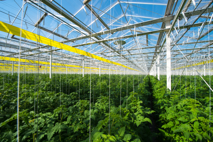 Digital technology empowers modern agriculture-msoen