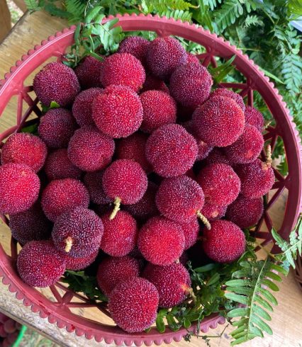 Empowering the Digital Economy to Support the "Dream of Wisdom and Wealth" in Agriculture-msoen