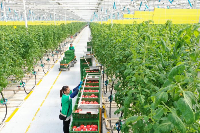 Jilin: Smart Agriculture Empowers and Enhances Rural Revitalization-msoen