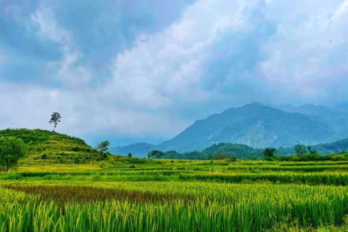 Wucunqiao Village: Leading Industrial Revitalization with "High Quality Rice+"-msoen