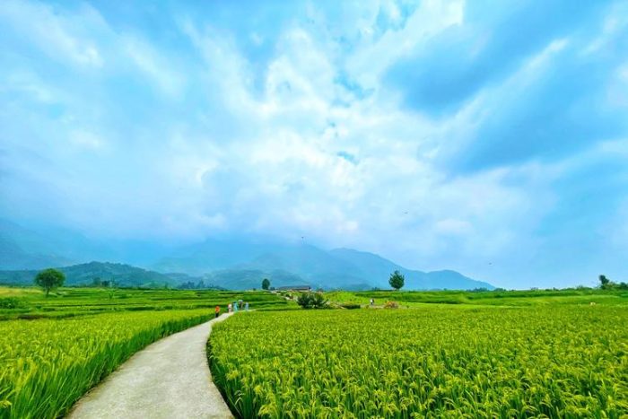 Xuancheng and Xuanzhou: Creating a Model for High Quality Rice Production Pilot Area-msoen