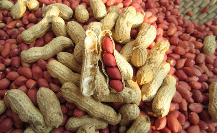 Yunnan Menglian: Peanuts Welcoming Harvest-agriculturalforum-agriculture-msoen