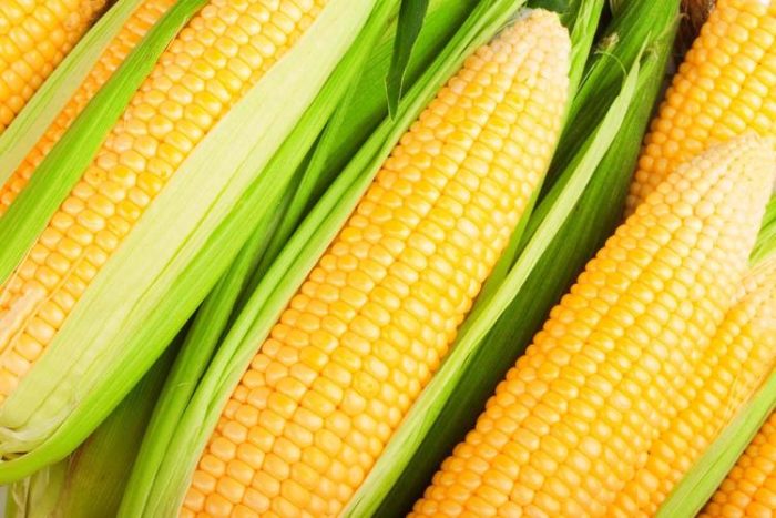 Sweet Corn Becomes the 'Golden Stick' for Getting Rich-msoen