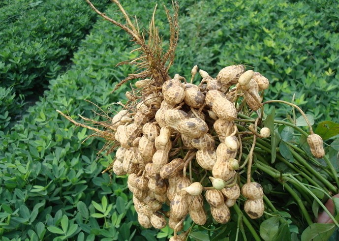 Strengthening Peanut Field Management Technology to Boost Peanut Yield and Income-agriculturalforum-agriculture-msoen