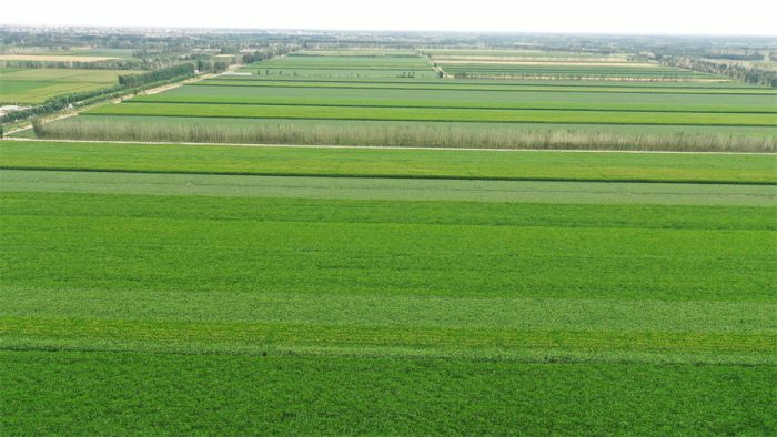 Smart Agriculture "Helps to Save Water and Increase Efficiency in Farmland Irrigation-msoen