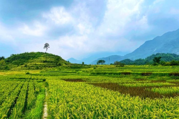 Yunnan Menglian's 10000 mu high-quality rice harvest has been fruitful-msoen