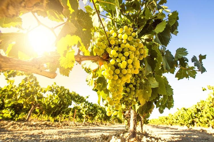 Sour papaya brings sweet days-agriculturalforum-agriculture-msoen