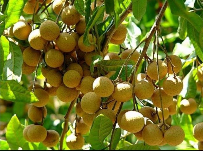 Vietnam's Longan Season Harvest Busy-msoen