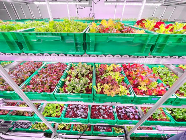 Turn an empty office into a vertical farm-msoen