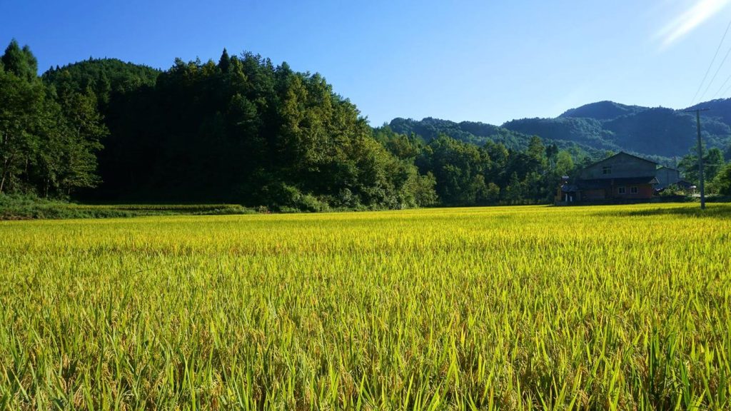 Promoting Rice Powder Ridge Technology to Increase Production Again-agriculturalforum-agriculture-msoen