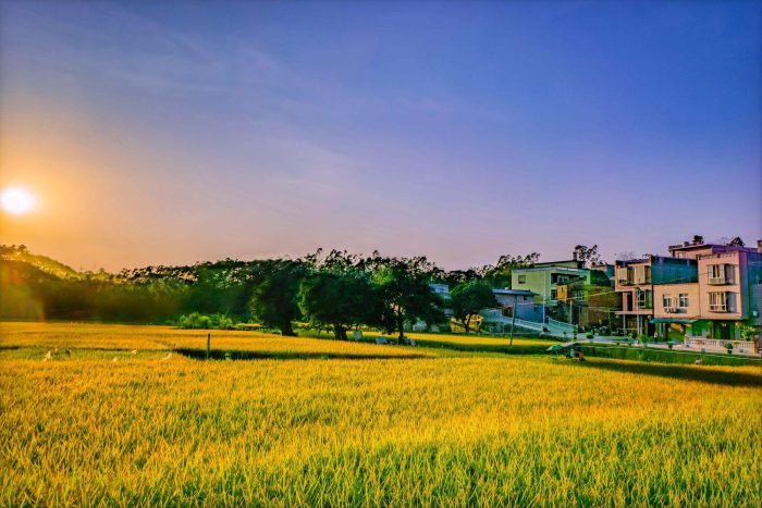 Seawater rice planting, rice flower fragrance in Alkali soil-msoen