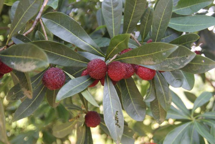 Vegetable greenhouse showcases "technological style"-msoen