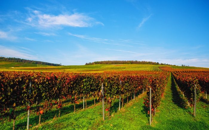 Greenhouse Grape Harvest Facility Agriculture Helps Revitalization-msoen