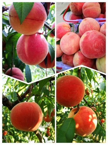 Qian'an, Hebei: Peach Harvest Peasants Laugh-msoen