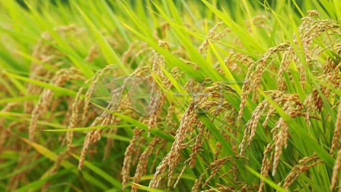 Planting Rice in Fish Ponds to Boost Food Security-msoen