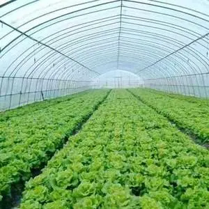 Luzhou District: Greenhouse Vegetable Industry Driving Farmers’ Income Increase-agriculturalforum-agriculture-msoen