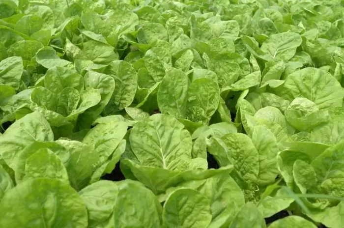 Remote sensing technology makes agriculture smarter-msoen