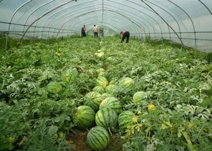 Hundred acre vegetable and fruit greenhouse nurtures hope for the four seasons-msoen