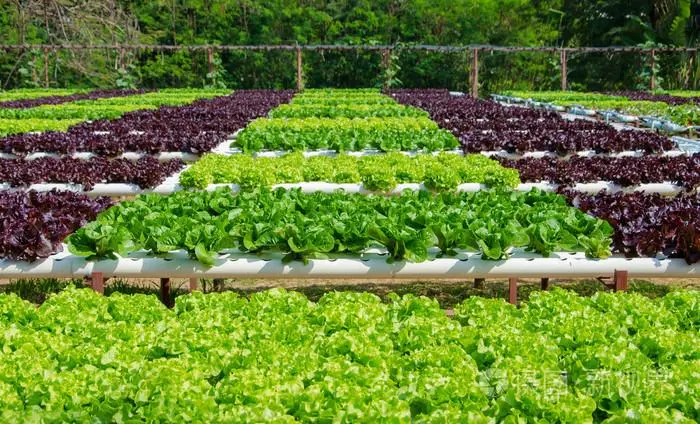 Relying on the technology industry to promote the intelligent and digital process of agricultural production-agriculturalforum-agriculture-msoen