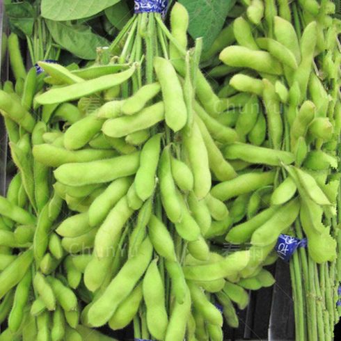 Jiangxi Xinfeng: Thousands of acres of green beans enjoy a bountiful harvest-msoen