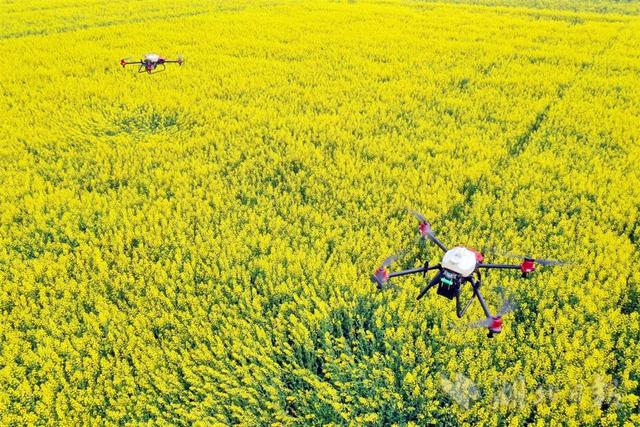 Ningxia: Empowering Agricultural Modernization with Digitalization to Create Infinite Possibilities-agriculturalforum-agriculture-msoen