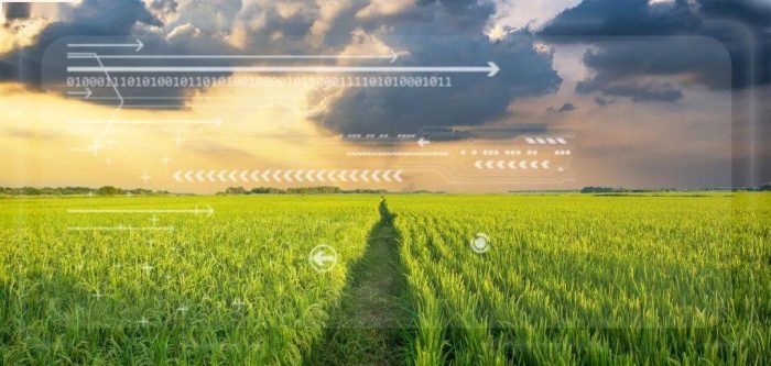 Anhui Feixi: Empowering the Digital Economy to Support the "Dream of Wisdom and Wealth" in Agriculture-msoen