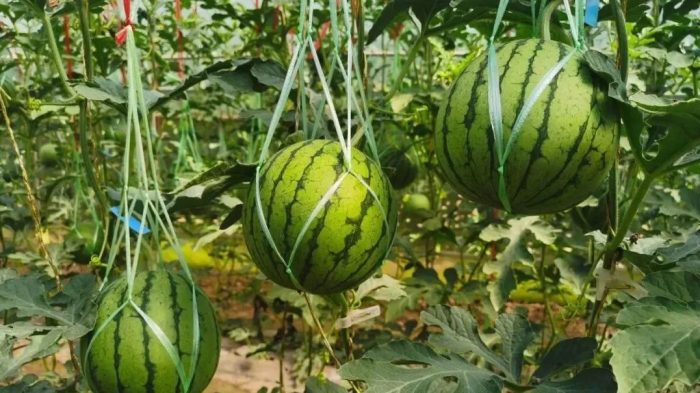 Yangjiadian Village, Taoyang: Small Diaodong Fruit-msoen