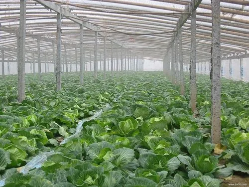 Sidaogou Village: Greenhouse Vegetables Enjoy Harvest-Spray droneforum-Spray drone-msoen