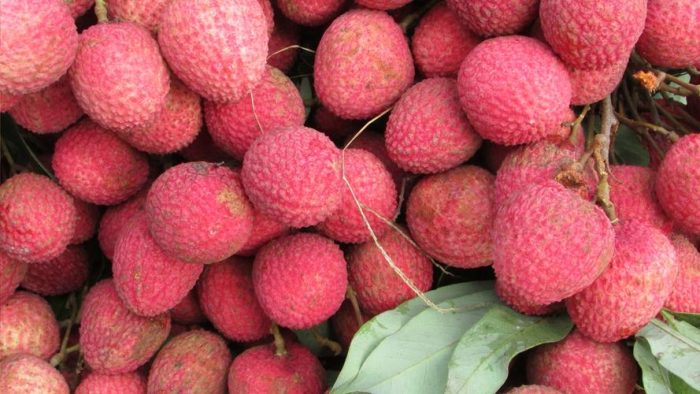 Litchi Mouth: A Small Town in North America for Twenty Years-msoen