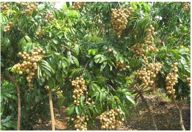 Gu Peng: In midsummer, the fruity and uninterrupted longan comes to pick up “lychee”-agriculturalforum-agriculture-msoen