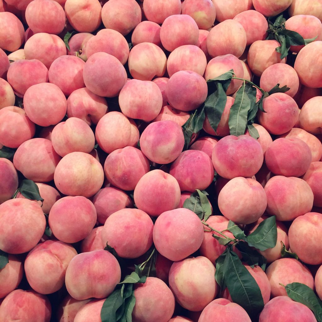 Yangshan Trial Implementation of Fully Mechanized Production of Honey Peach-agriculturalforum-agriculture-msoen