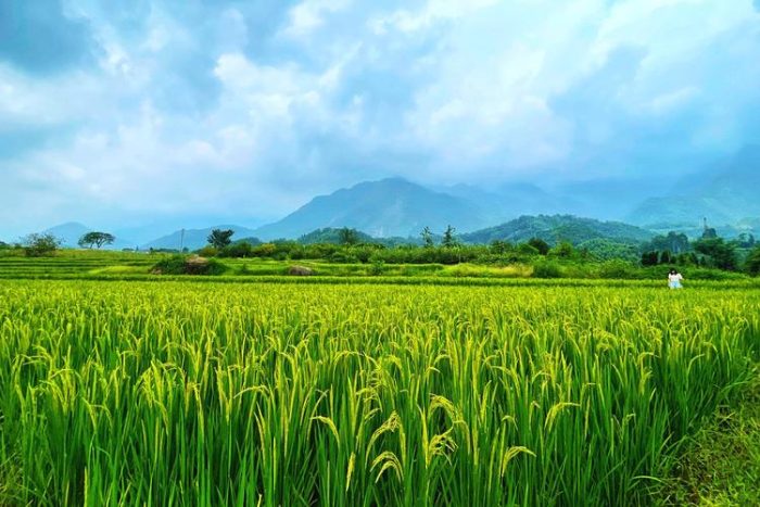 Promote high-quality rice on 10000 mu in Sanya-msoen
