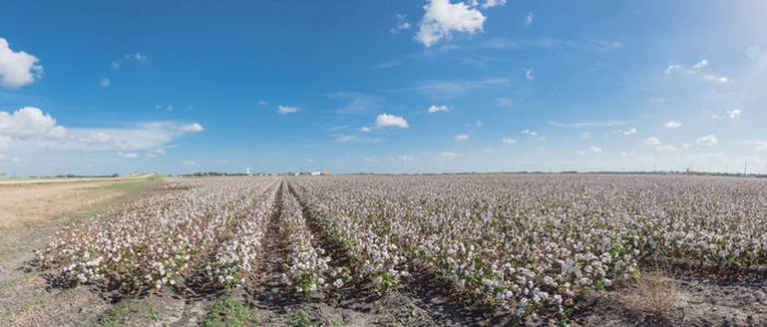 Cotton and Cotton Yarn Daily Report-msoen
