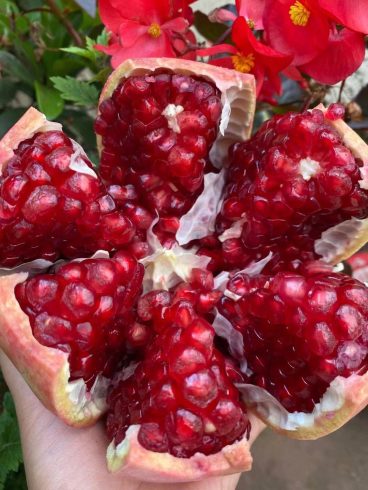 40000 mu of pomegranate in Hotan, Xinjiang is ripe-msoen