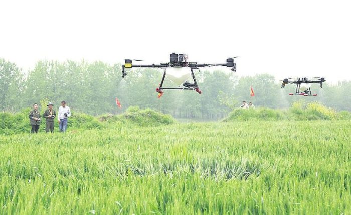 Busy harvest and picking of chili peppers-msoen