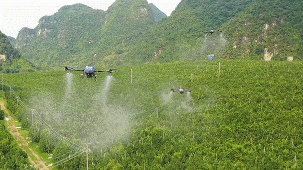 High yield cultivation and yield testing acceptance of rice-msoen