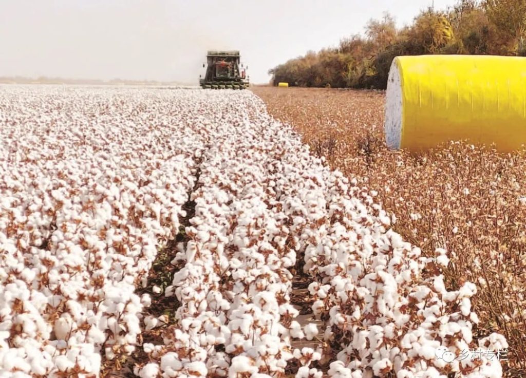 Efficient Planting Techniques for Intercropping Cotton and Watermelon to Expand the Path to Wealth-agriculturalforum-agriculture-msoen